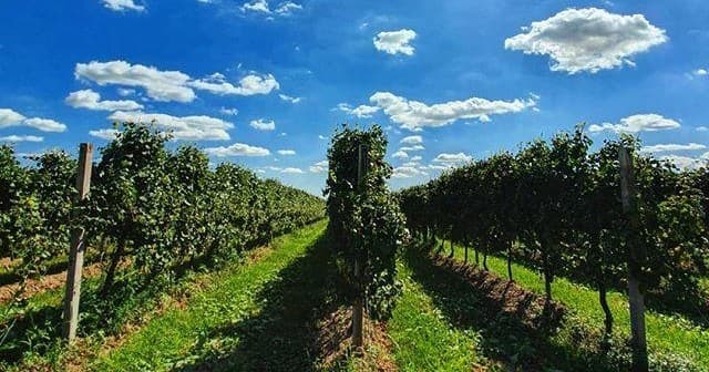 Vineyard rows under blue sky, scenic grapevine walk experience