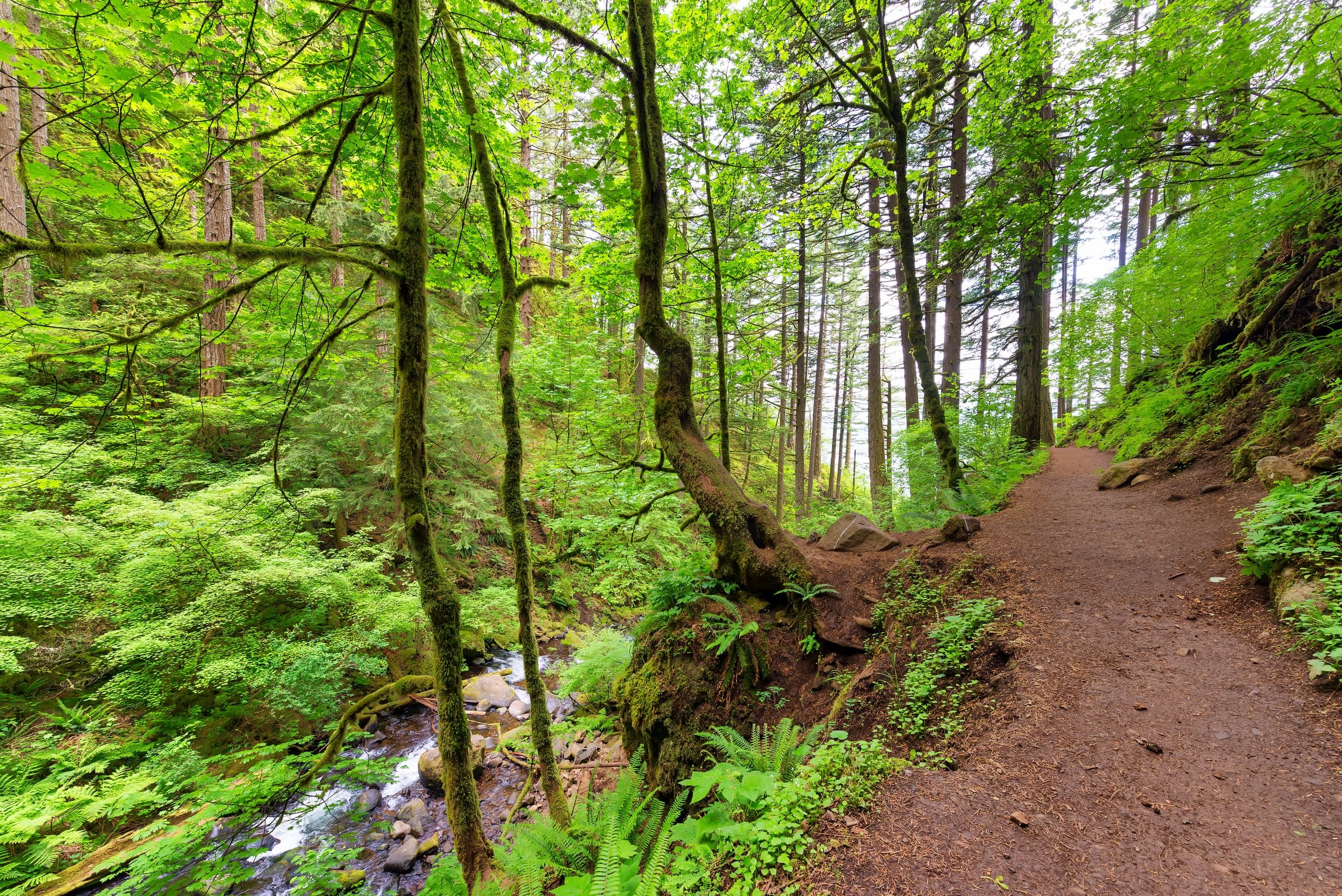 Hood River to Gorge Waterfalls Tour: Half-Day Waterfall and Herb Walk in the Columbia River Gorge photo 2