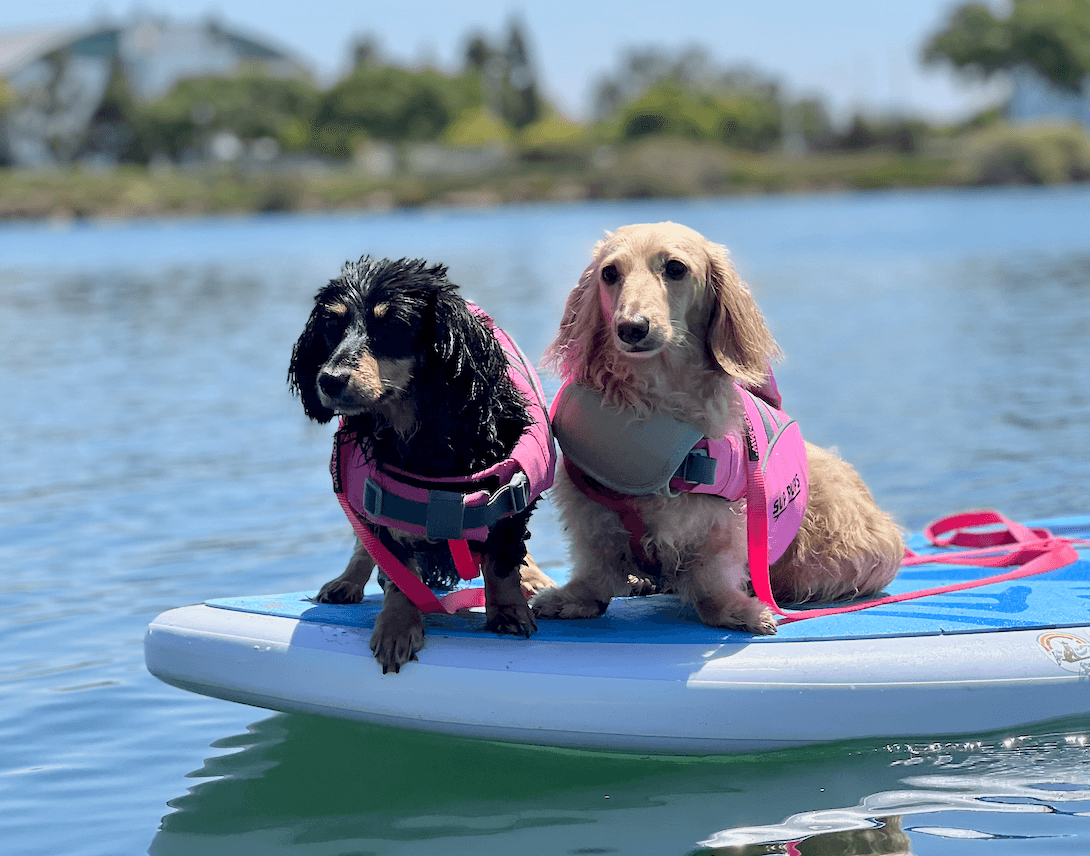 2 SUP Pups Paddle Boarding Lessons in San Diego