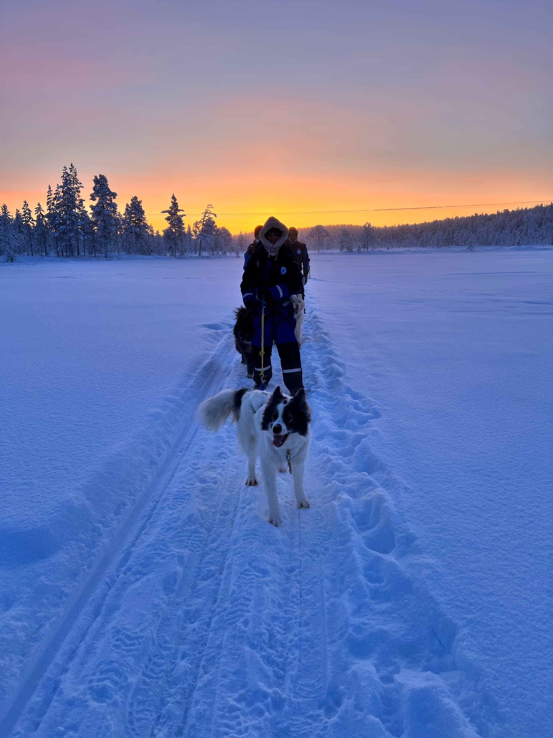 Winter Dog-Hike Adventure at Primitif Aventure