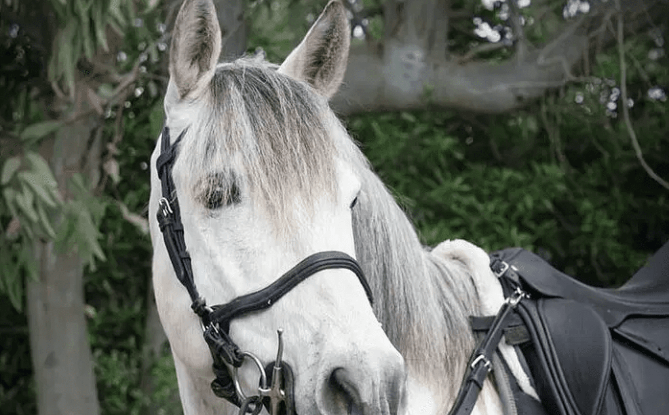 Mt. Vesuvius Horseback Ride & Wine Tasting by Taste the Experience