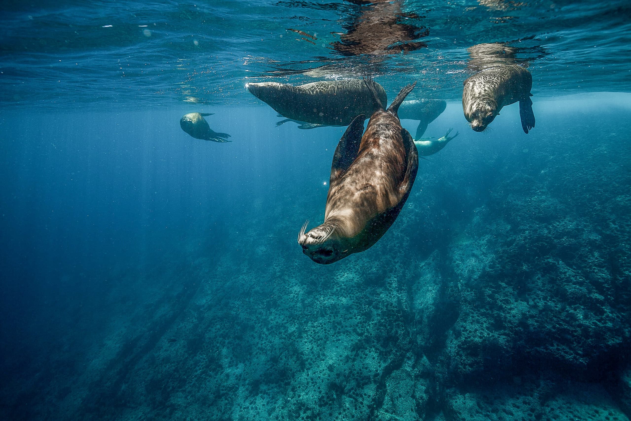 Water Activities at Baja Expeditions: Isla Espíritu Santo