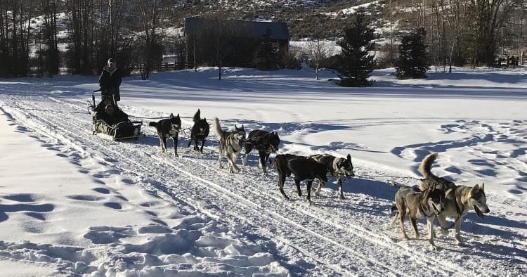 Musher leading sled dog team across snowy open field