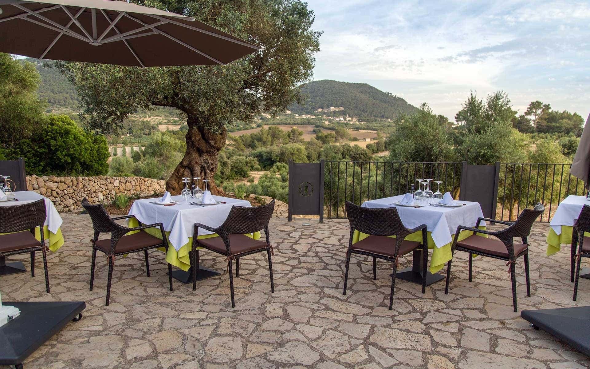Mediterranean Olive-Grove Barbecue Night in Algaida — Farm Dinner & AOVE Tasting