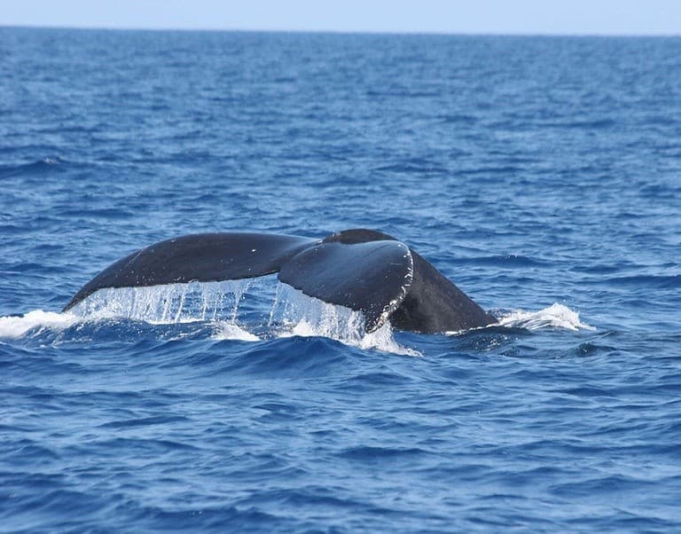 Morning Manta & Whale Adventure: Kona's Ethical Snorkel Experience
