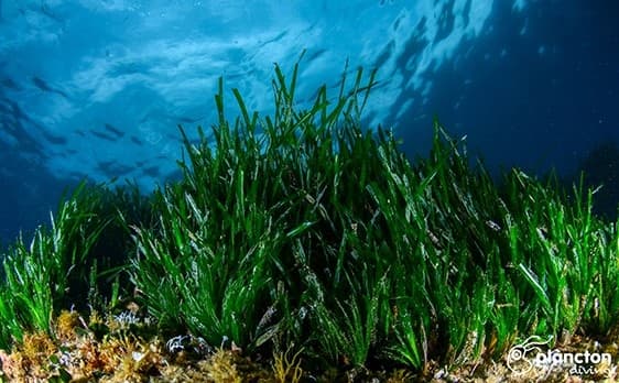 Marine Adventure & Education at Posidonia Escape
