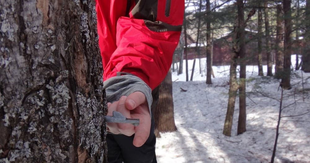 Maple Syruping Workshop in Eagle River: Tap Trees, Boil Sap, Take Home Syrup