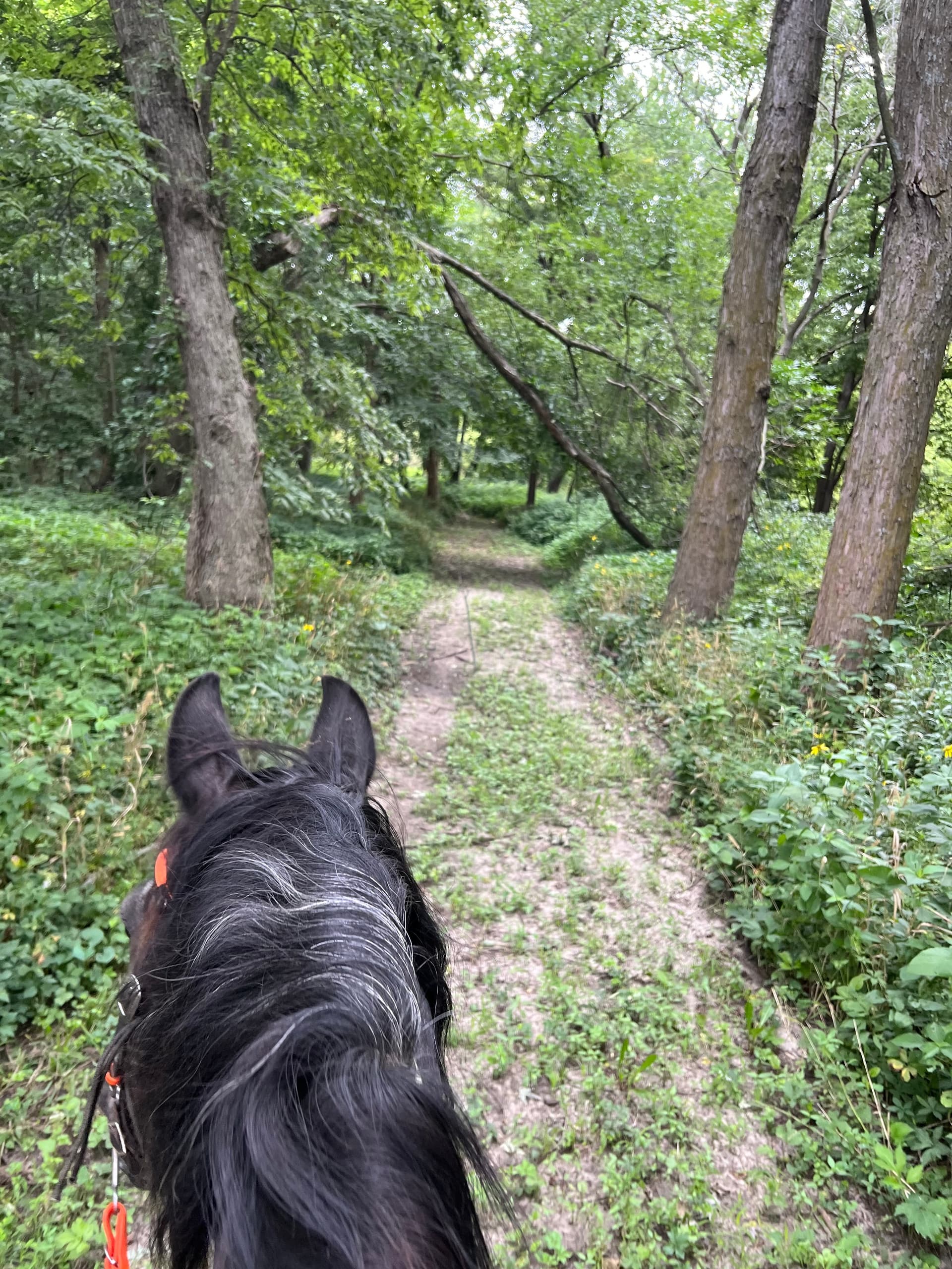 Horseback Riding Adventure at Rolling Hills Stables in Warren County