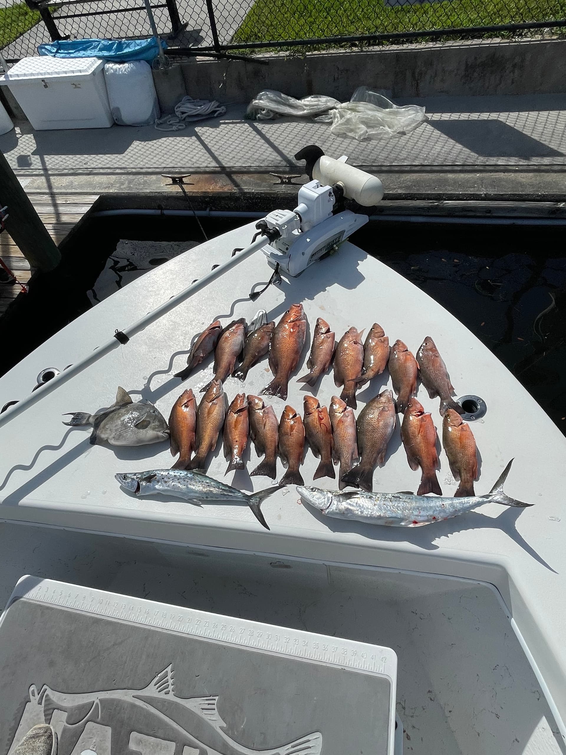 Inshore Fishing with Native Sportfishing in St. Petersburg