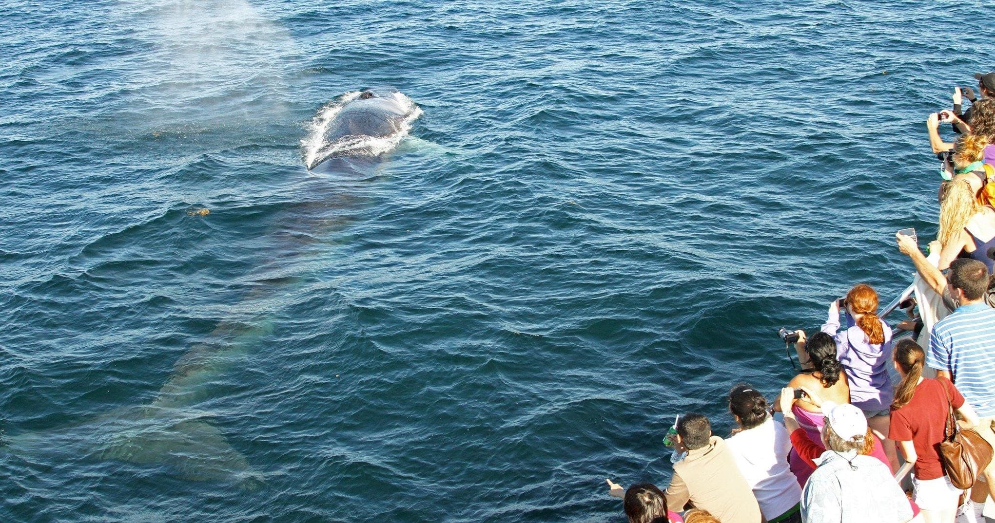 Whale Watch Adventures with Odyssey Whale Watch in Portland