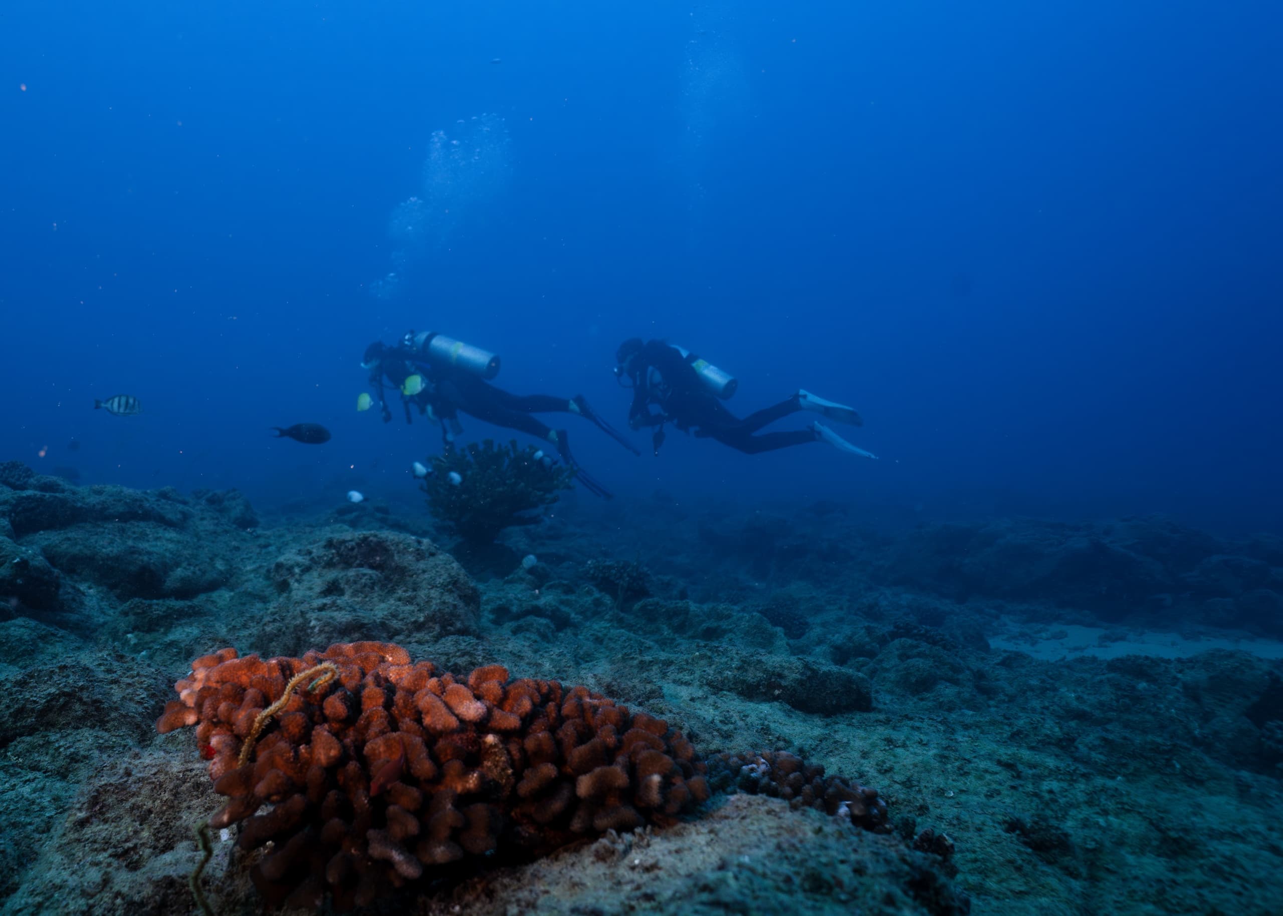 Experience Kauai's Twilight and Night Shore Dive Adventure South Side