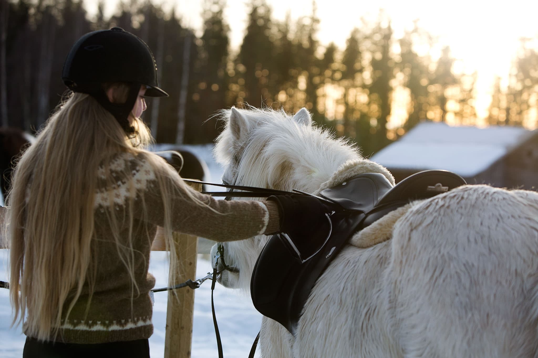 Forest Horseback Rides with Horses of Taiga in Northern Sweden