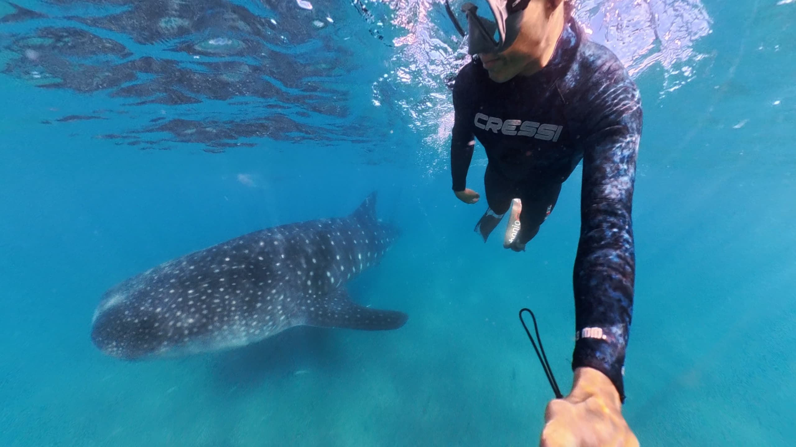 Up-Close With Gentle Giants: The Hook Whale Shark Experience in La Paz