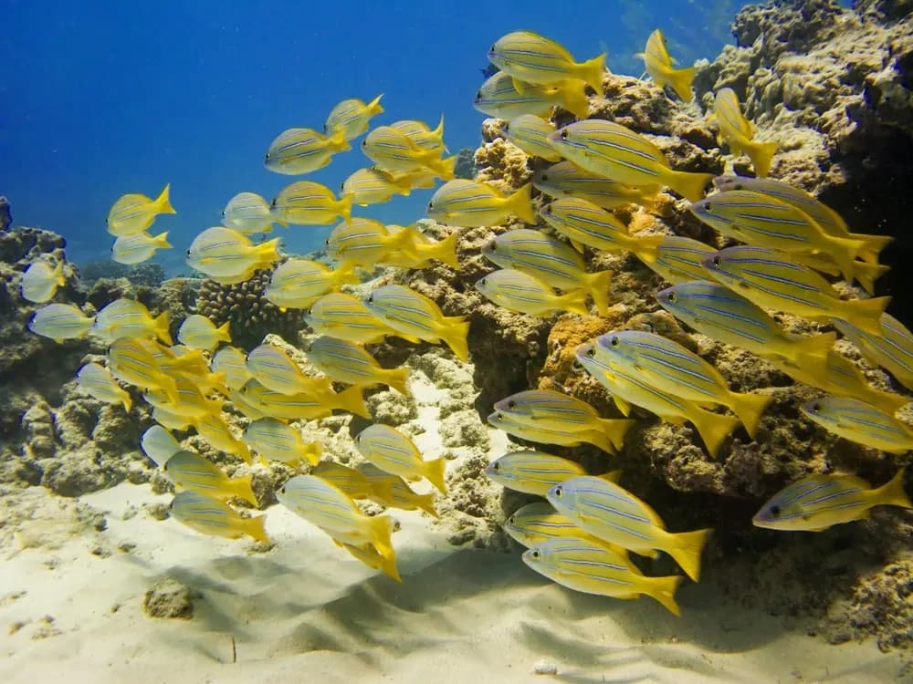 Waikiki Snorkel Cruise: Turtle Encounters, Waterslides & Diamond Head Views photo 1