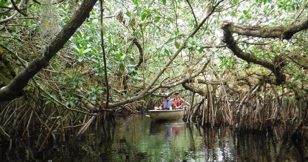 Guided Kayak Tour in the Everglades by Aquaterra Excursions
