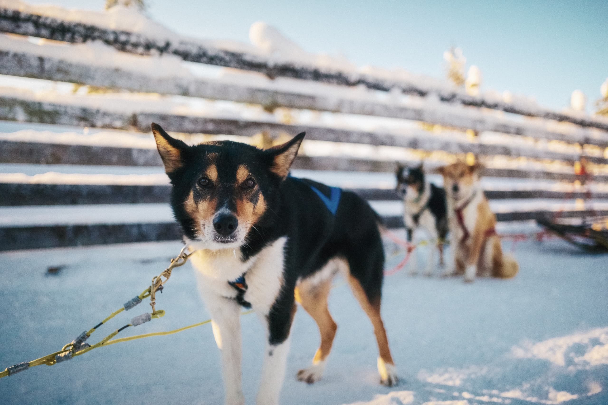 Husky and Reindeer Combo Ride — 3-Hour Arctic Sled Adventure in Rovaniemi photo 3