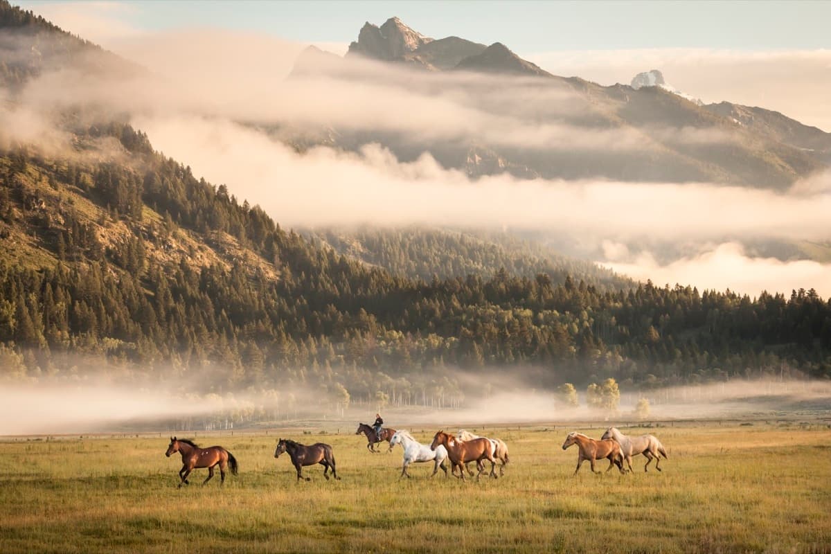 One-Hour Teton Village Trail Ride: Easy Jackson Hole Horseback Adventure photo 1
