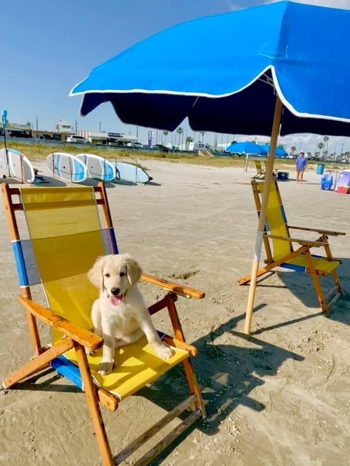 Puppy sitting on beach chair under umbrella on sunny shore