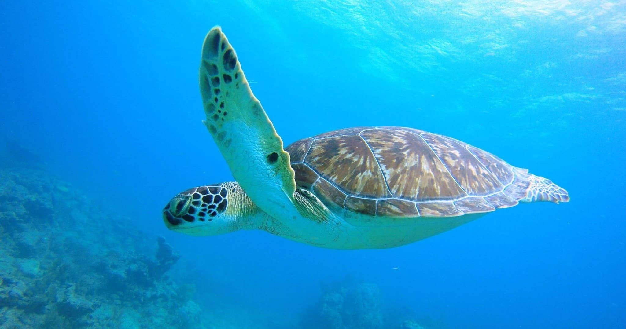 Scuba Diving Adventure with Reef Dives in Coral Bay