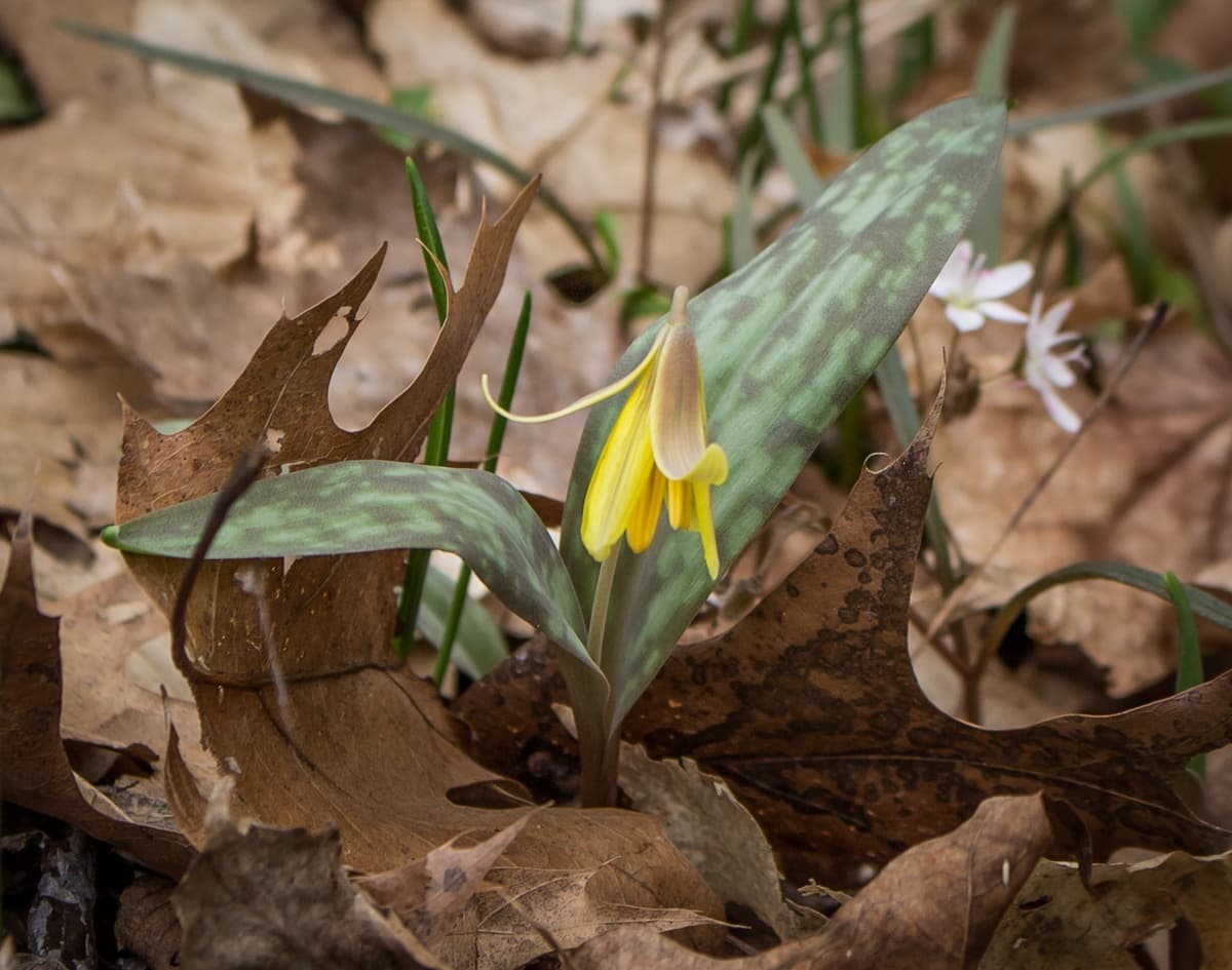 Spring Wildflower Walk at Raccoon Creek State Park: Guided Plant ID Near Pittsburgh