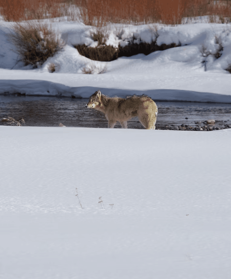 Wildlife & Nature Winter Tours by Kaul Of The Wild in Yellowstone