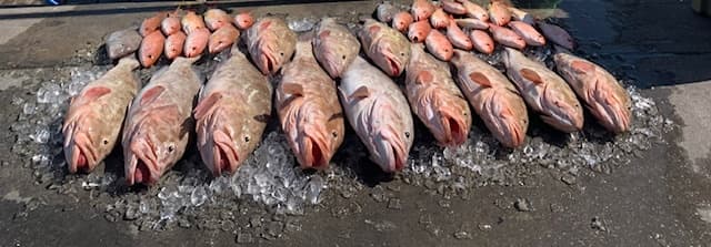 Red snapper catch on ice at harbor after sportfishing charter