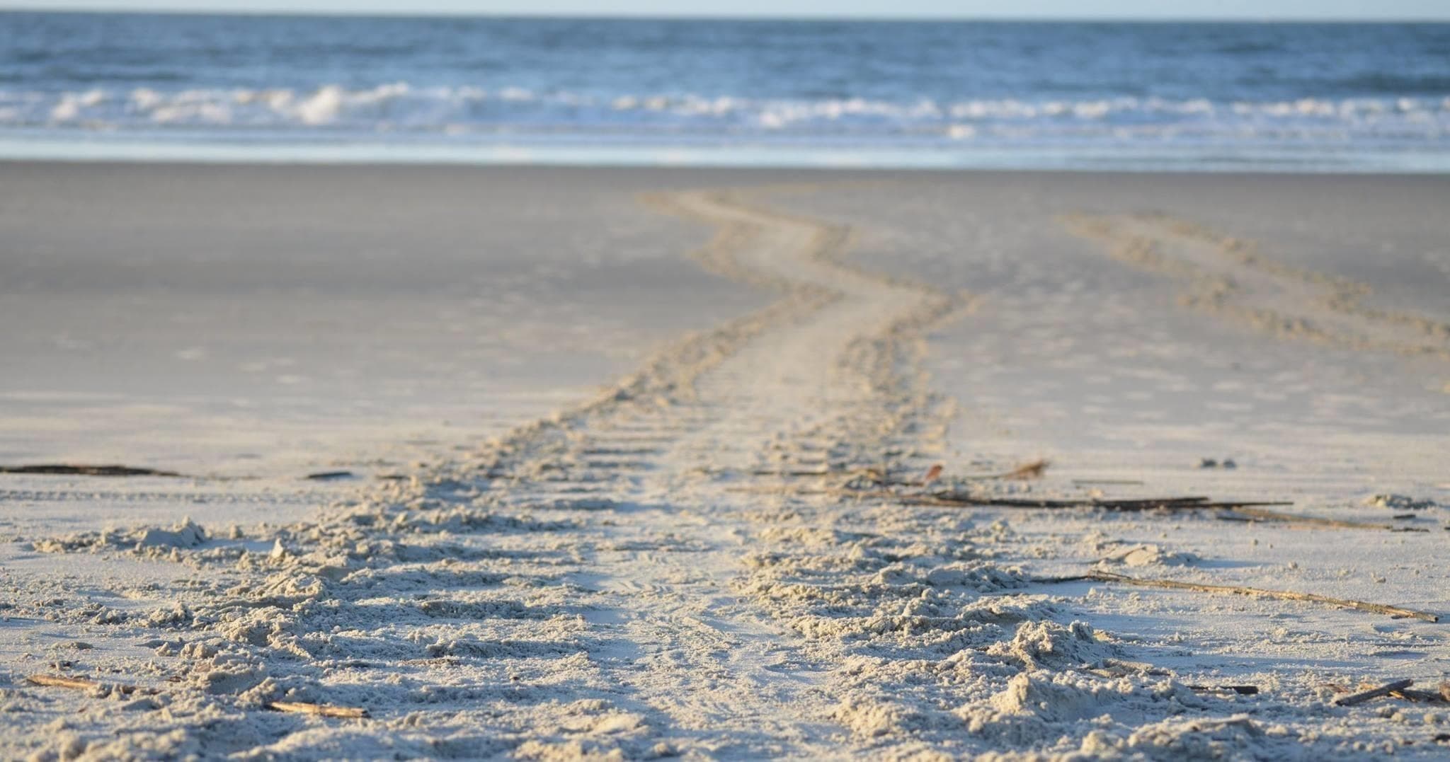 Wildlife & Tides Coastal Discovery Museum Hilton Head