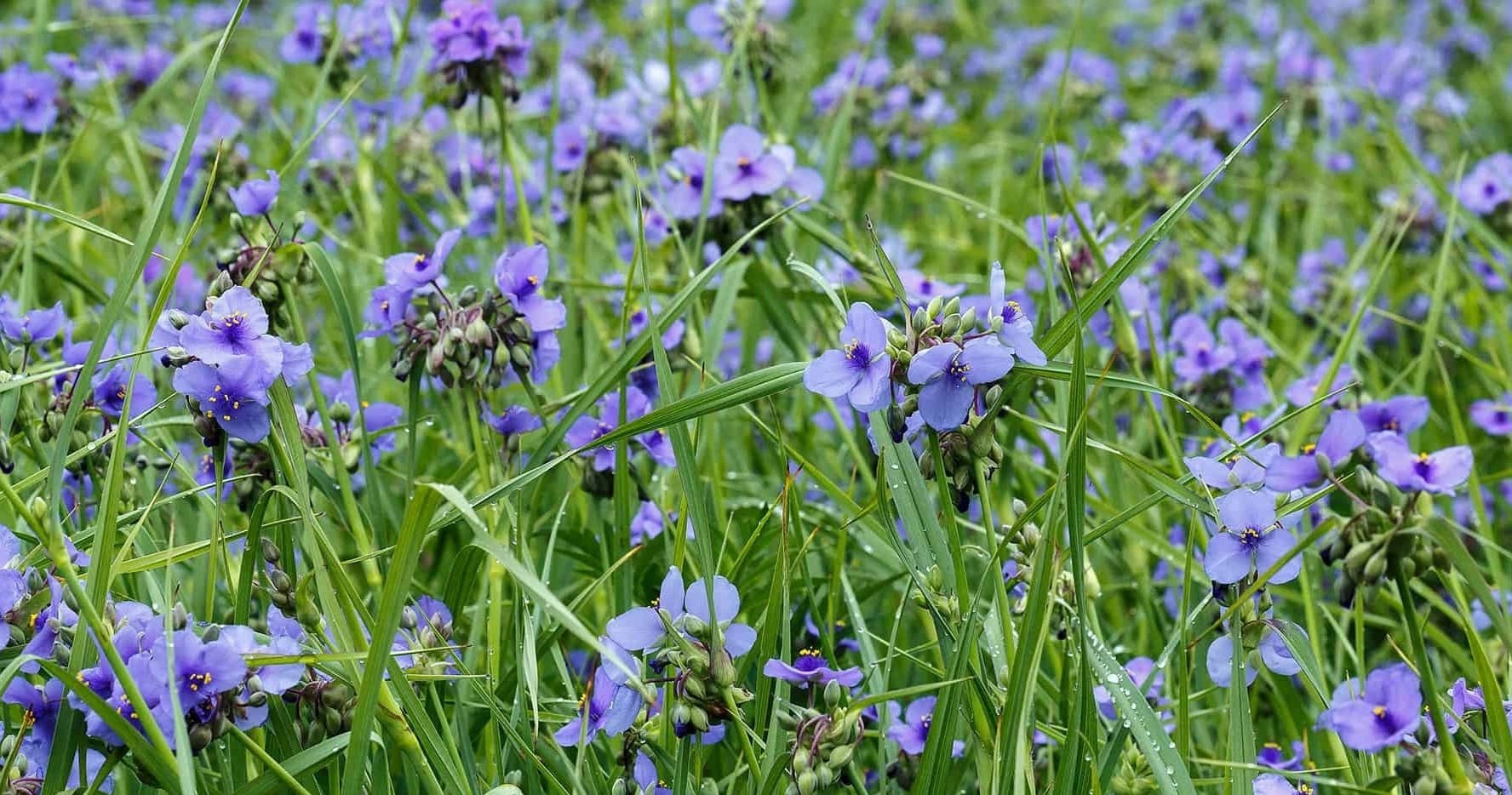 Bowman's Hill Wildflower Preserve team
