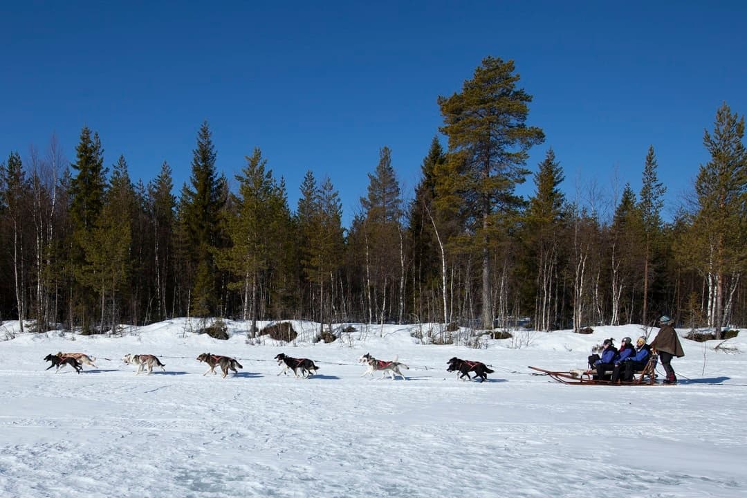 Husky Sled Adventure with Wild Lapland in Lycksele
