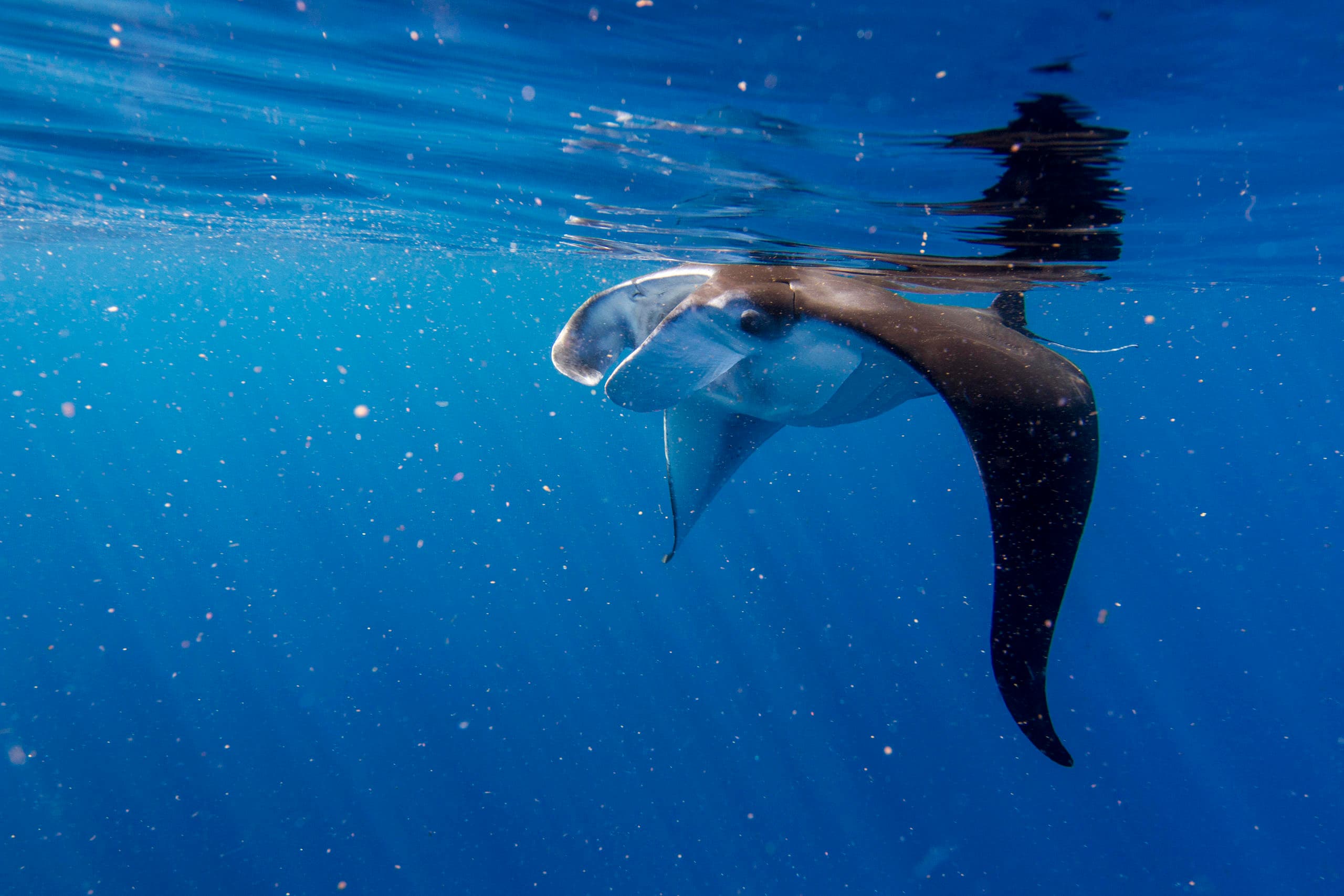 Daytime Manta Swim & Whale Watch with Ali'i Ocean Tours