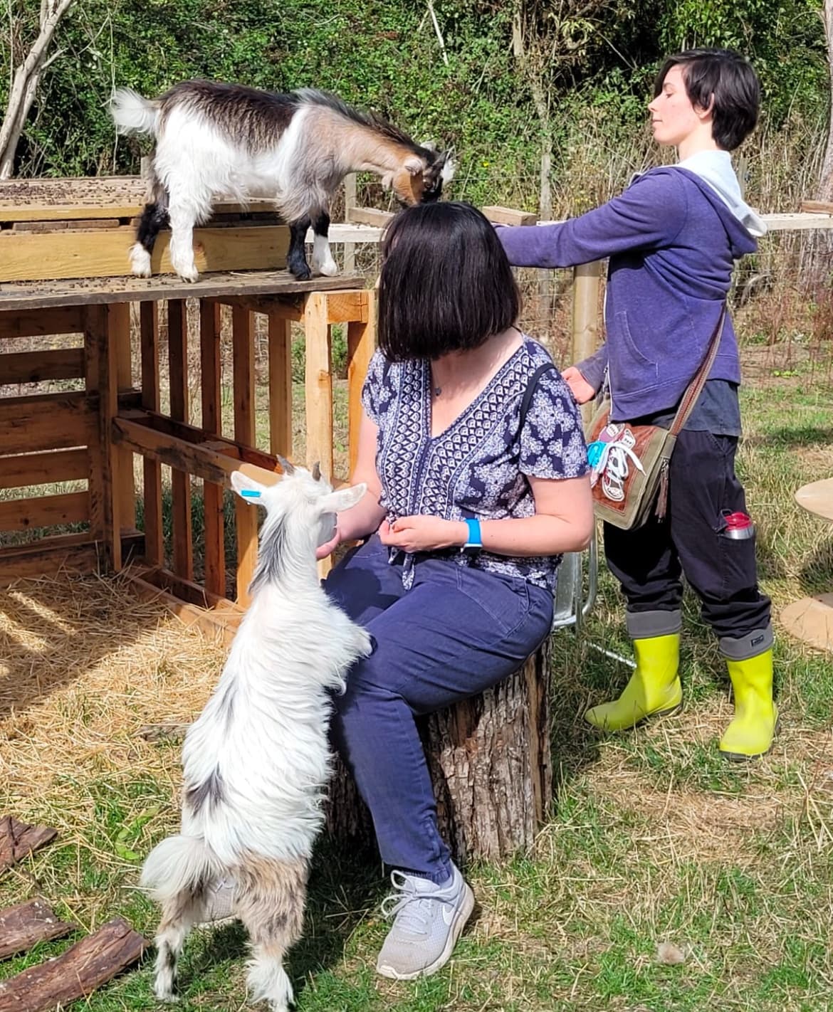 Pygmy Goat Experience at Hilly Ridge Alpacas, Wattisham