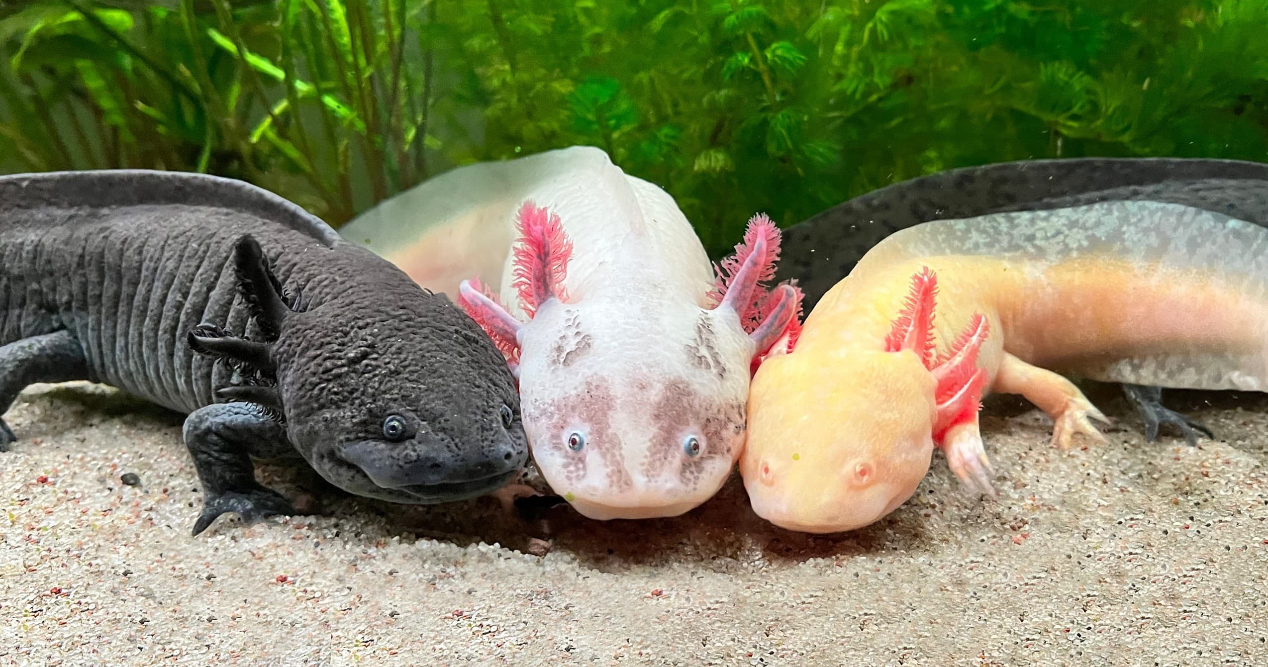 What The Fauna? Five-Week Deep Dive Into Extraordinary Creatures at Reiman Gardens photo 3