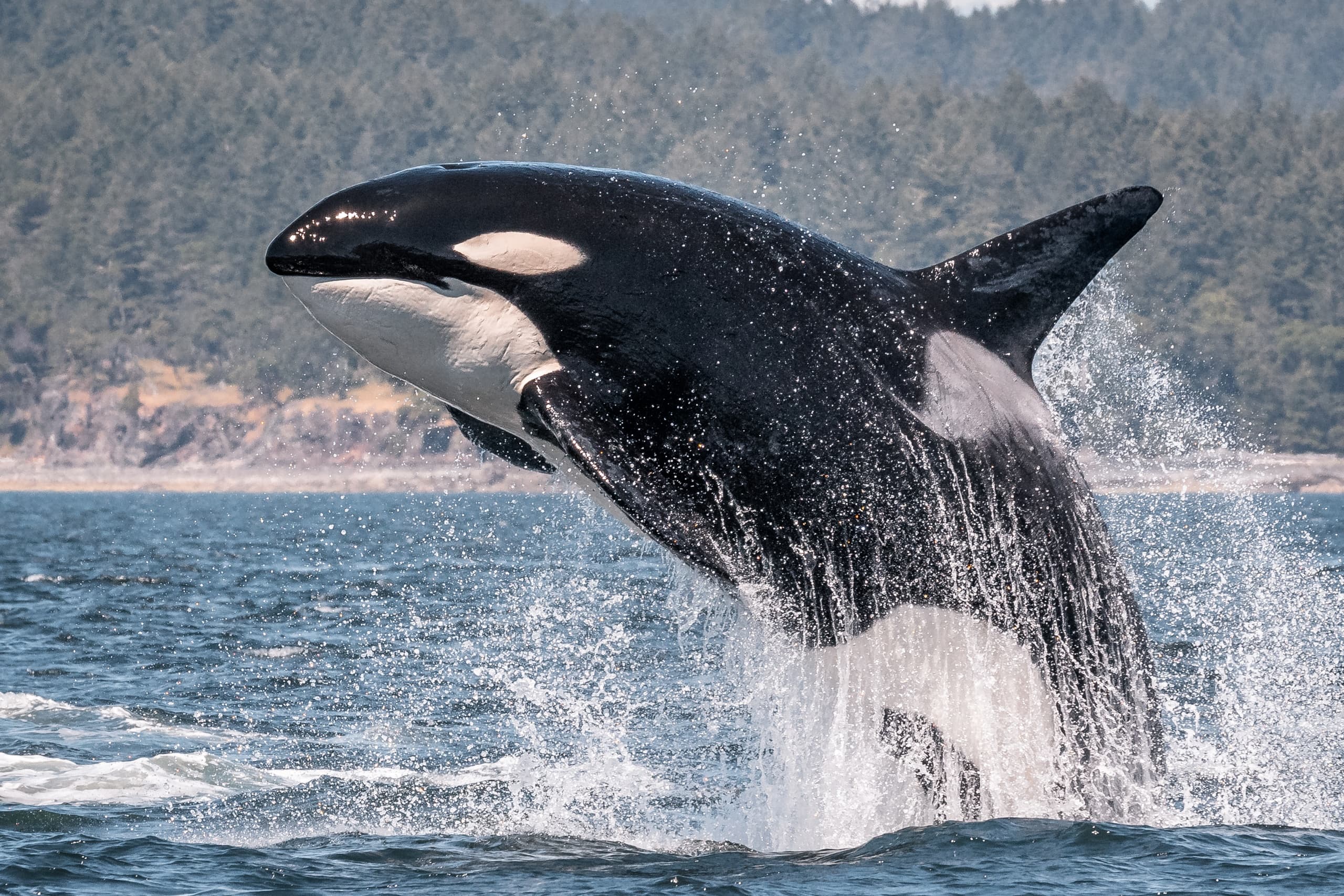 Orca breaching with spray in Pacific waters near Vancouver Island