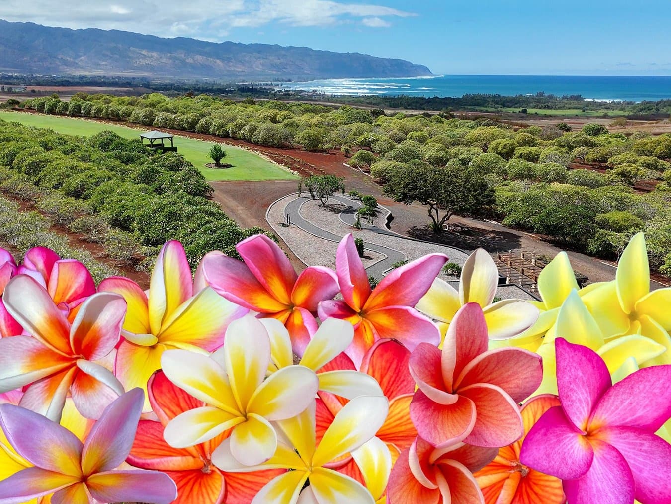 Plumeria and Aloha: Day Lei Making Workshop on Oahu’s North Shore
