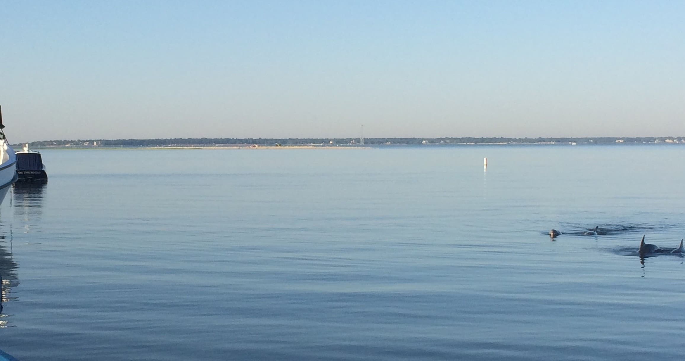 Calm bay at sunrise with dolphins swimming near boat