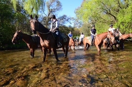 Horseback Wilderness Adventure at Watson's Mountain Country Trail Rides