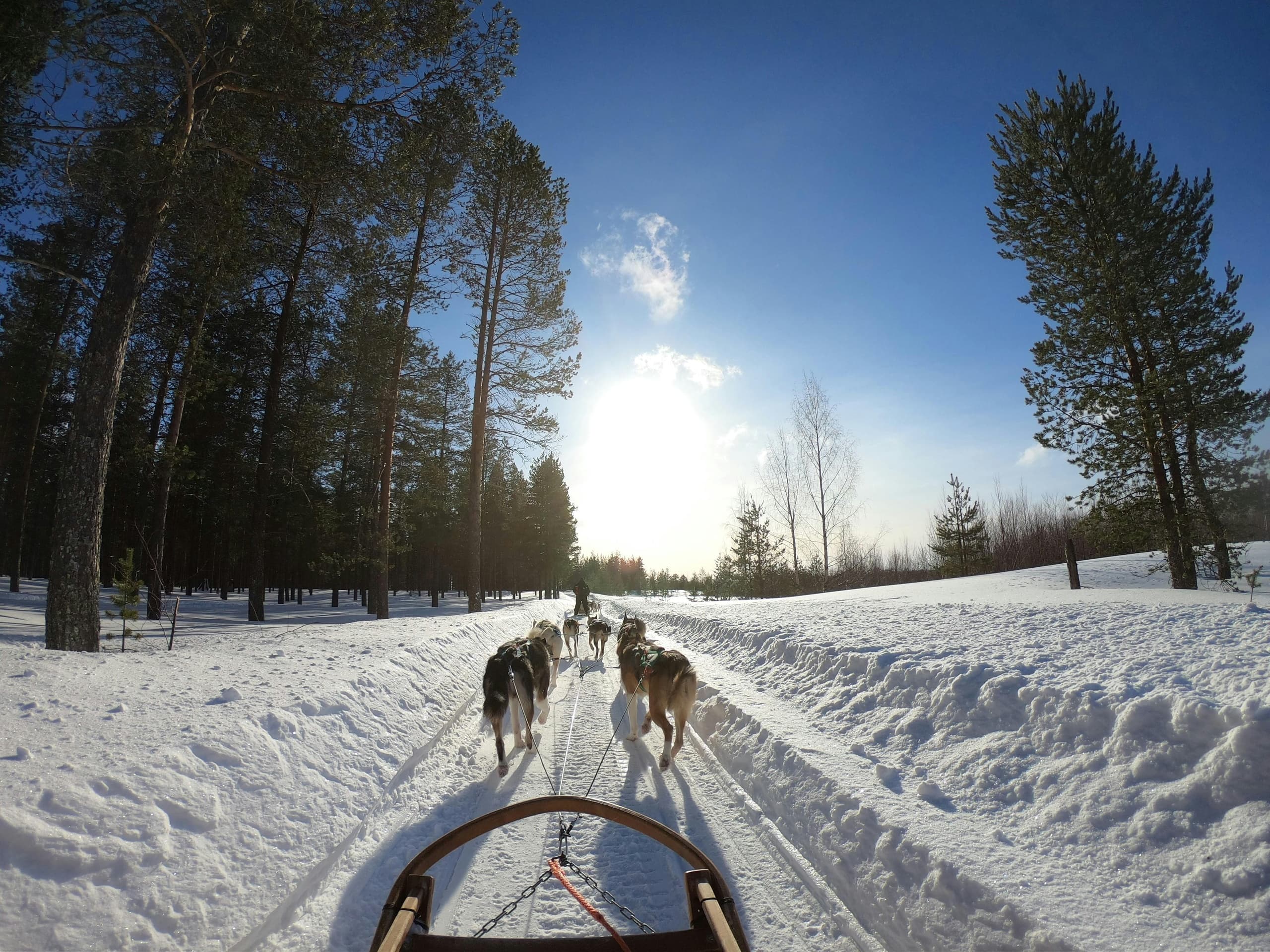 Winter Wildlife & Sledding with Aavasaksa Adventures