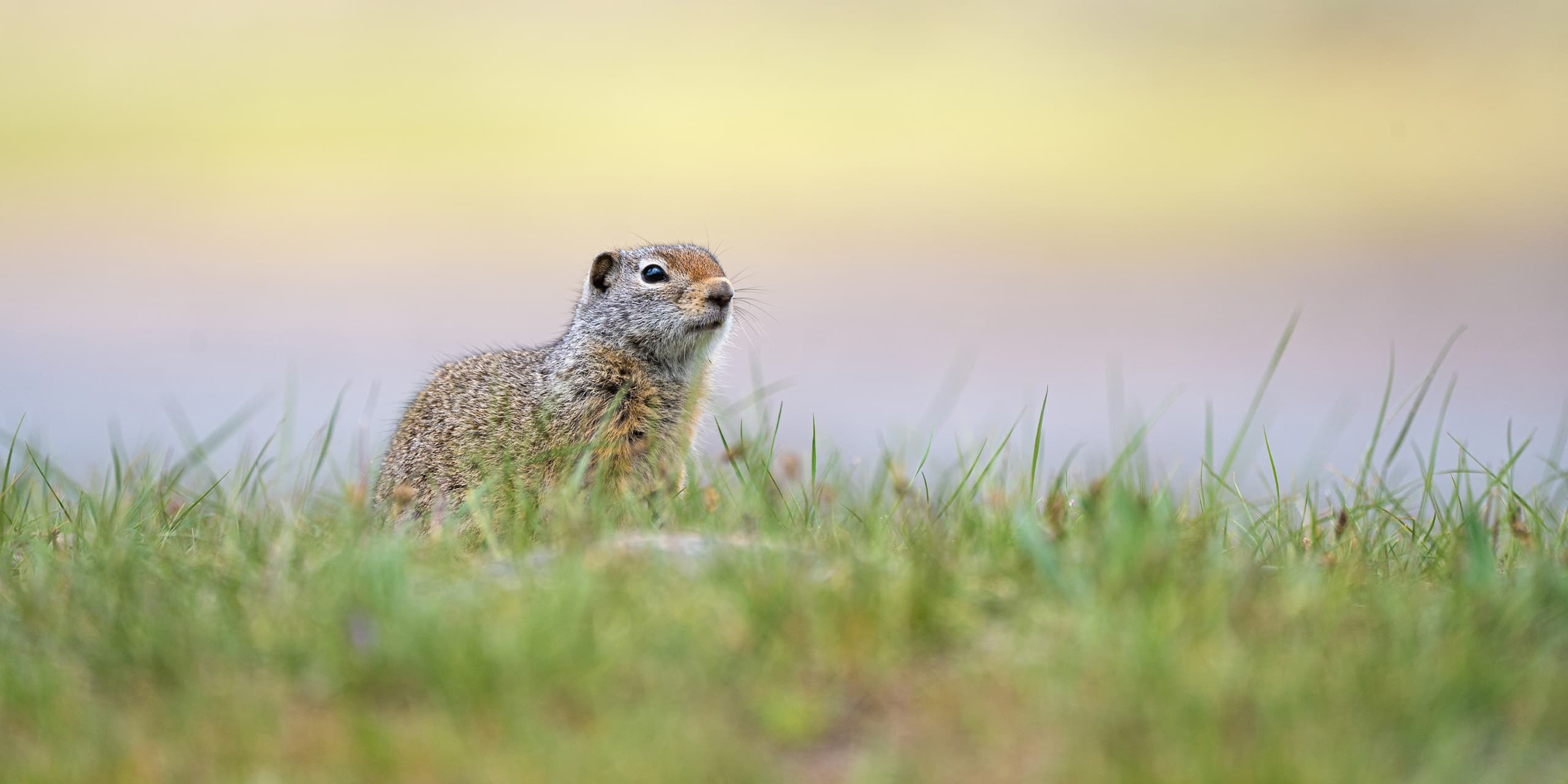 Yellowstone Safari Company’s 2-Day Yellowstone Wonders Tour from Cody