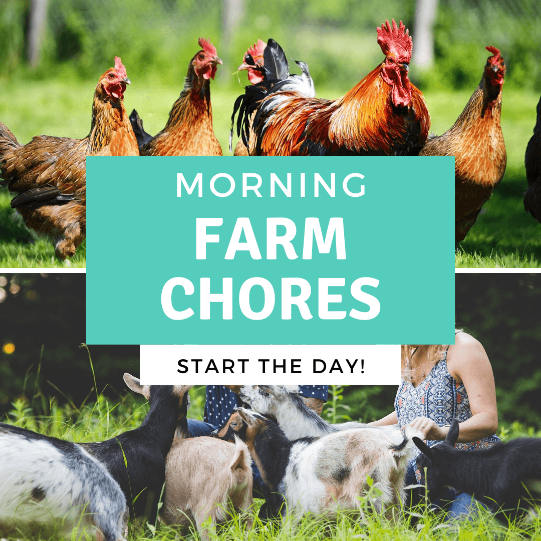 Morning Farm Tour & Chores at Rose Therapeutic Farm