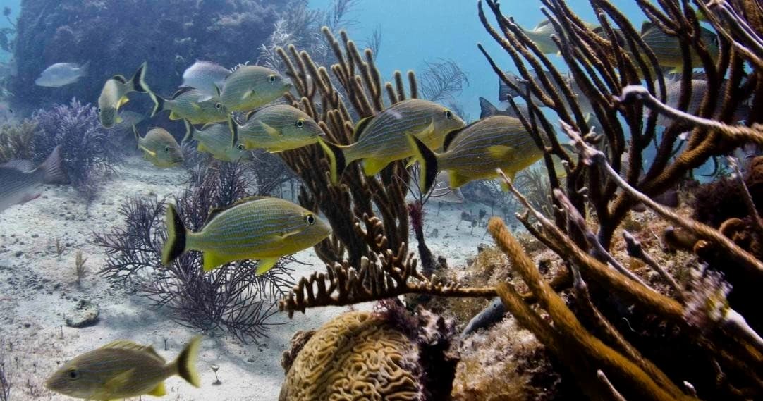 Scuba Diving Adventure with Aquanauts Dive Adventures in [Location]