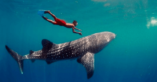 Snorkeling with Whale Sharks in Cancún Waters