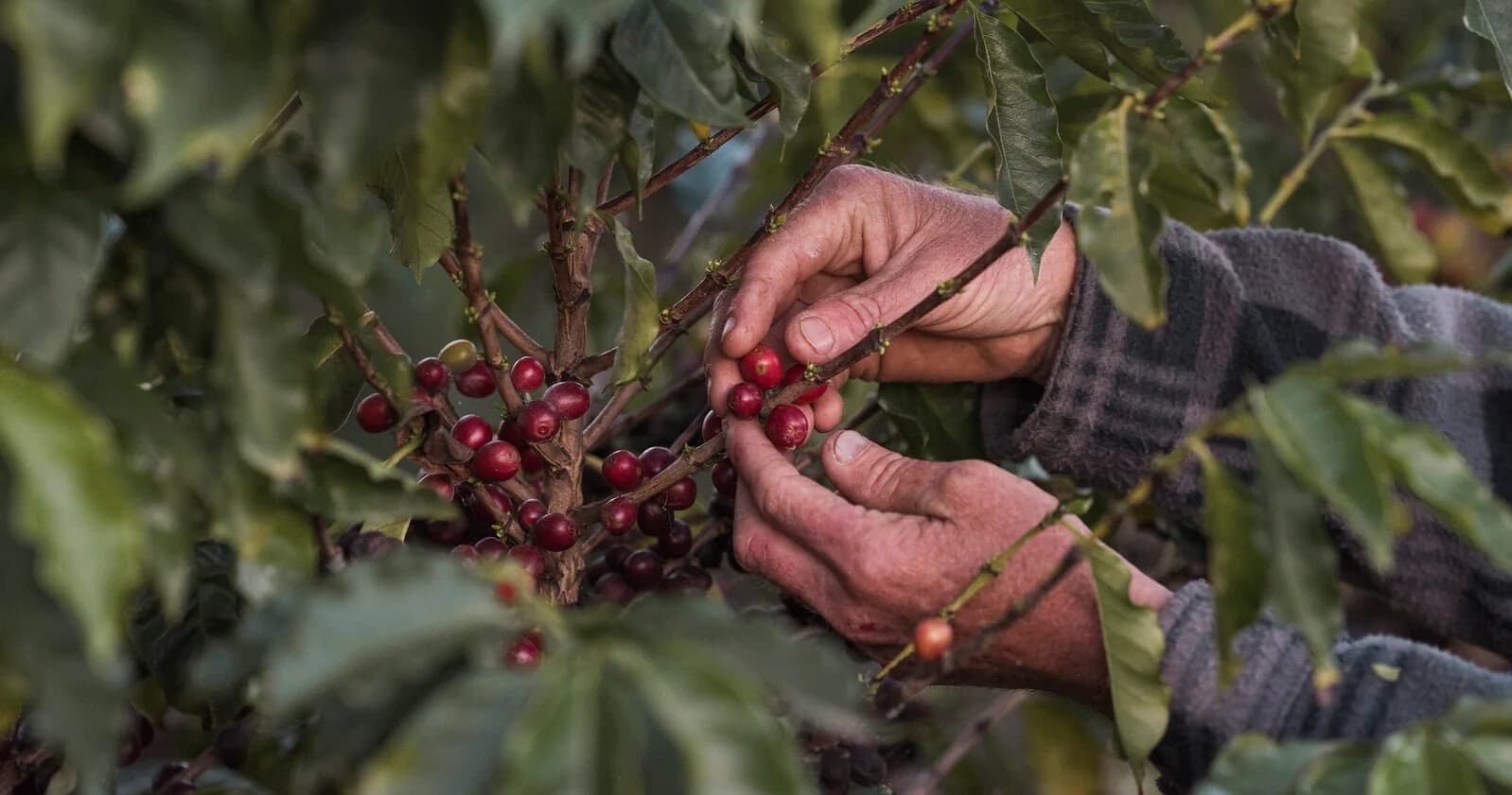From Paddock to Cup: Jack Murat Coffee Farm Tour in Far North Queensland