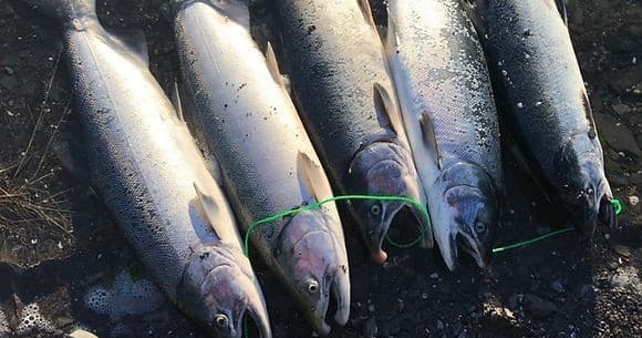 Lines in Fjords: Sport Fishing in Petersburg, Alaska