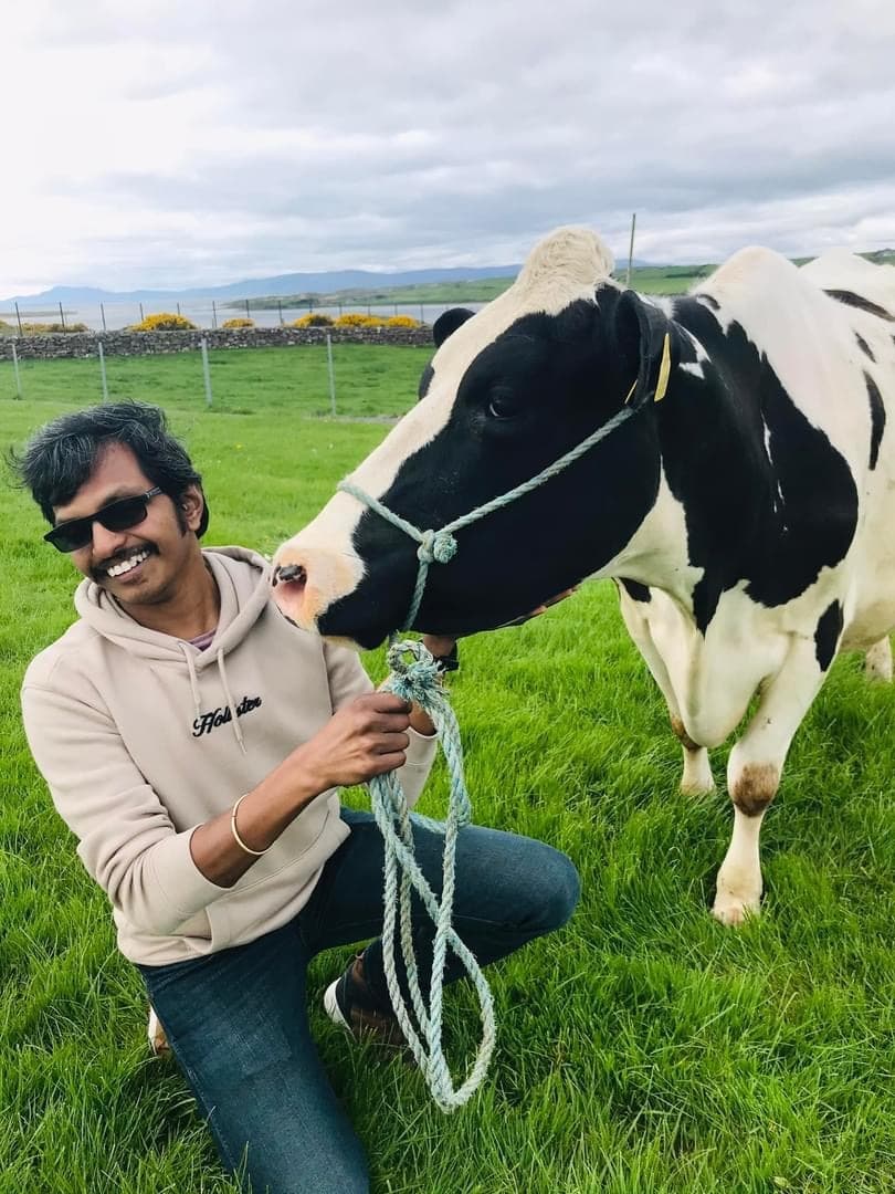 Person feeding a dairy cow in a lush green pasture, farm visit