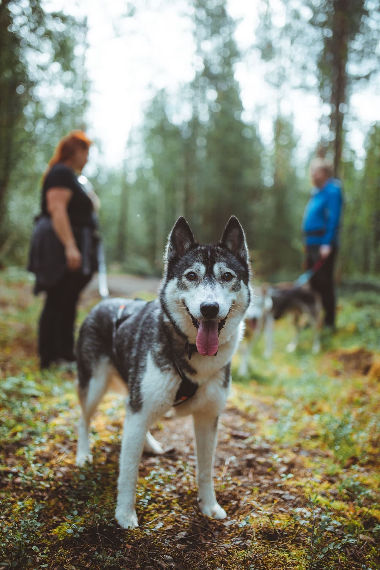 Winter Wildlife & Wilderness at Apukka Resort with Huskies