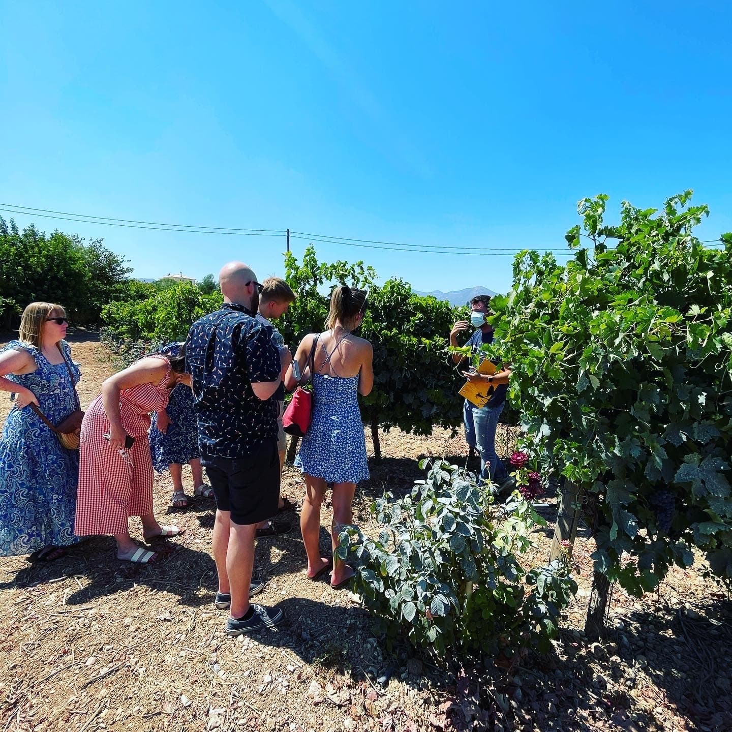 Group tour exploring grapevines in a Greek vineyard during tasting