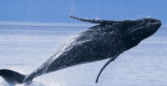 Whale Watching & Beach Tour from Anaheim Adventure
