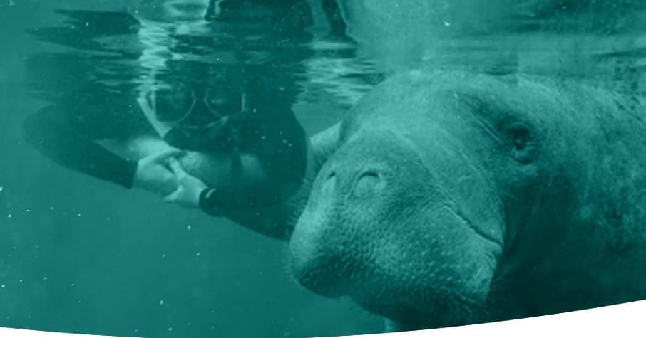 Private Manatee Swim Tour in Crystal River, Florida