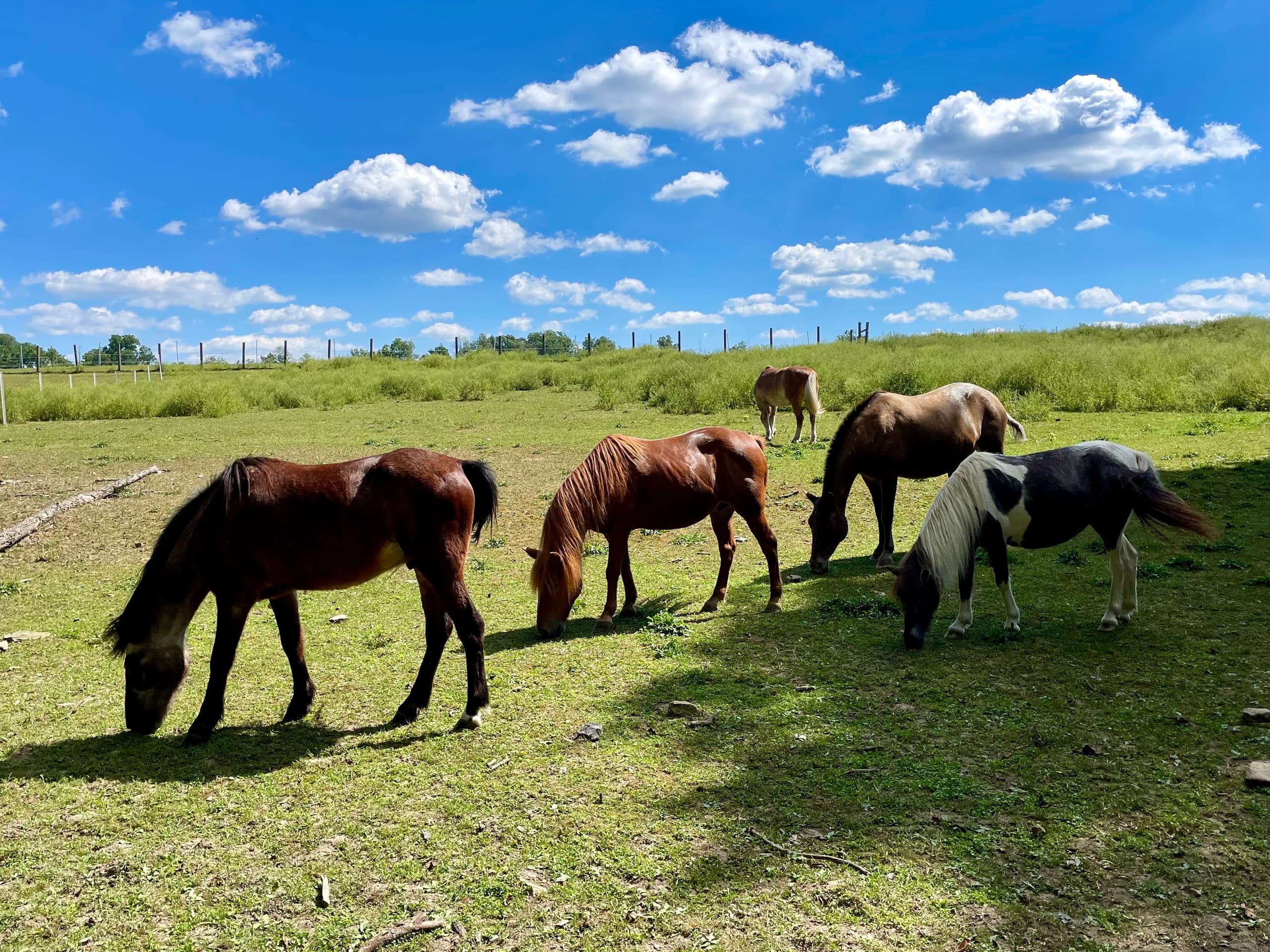 Mini horses grazing in sunny pasture with blue sky horizon