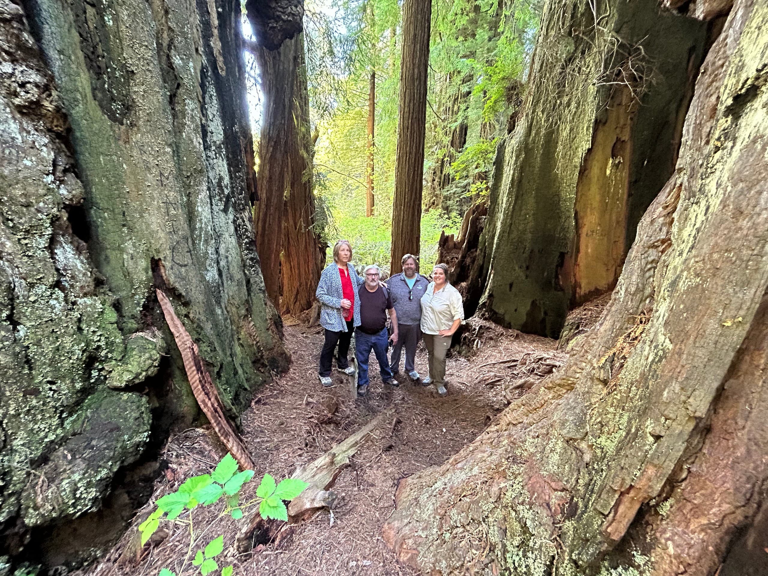 Walk Among Giants: Private Redwood National Park Tours photo 2